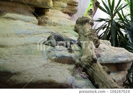 Cuban rock iguana (Cyclura nubila), also known as the Cuban ground iguana 108267028