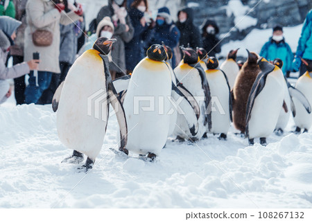 King Penguin parade walking on snow at Asahiyama Zoo in winter season. landmark and popular for tourists attractions in Asahikawa, Hokkaido, Japan. Travel and Vacation concept King Penguin parade walking on snow at Asahiyama Zoo in winter season. landmark and popular for tourists attractions in Asahikawa, Hokkaido, Japan. Travel and Vacation concept 108267132