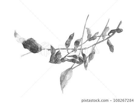 黑大豆(毛豆)的單調插圖,新鮮葉子以手繪水墨畫風格繪製,白色背景 黑大豆(毛豆)的單調插圖,新鮮葉子以手繪水墨畫風格繪製,白色背景 108267284