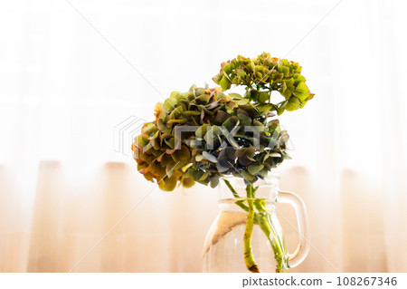Withered hydrangea 108267346
