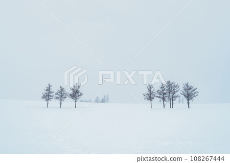 Beautiful Mild Seven Hills tree with Snow in winter season at Biei Patchwork Road. landmark and popular for attractions in Hokkaido, Japan. Travel and Vacation concept 108267444