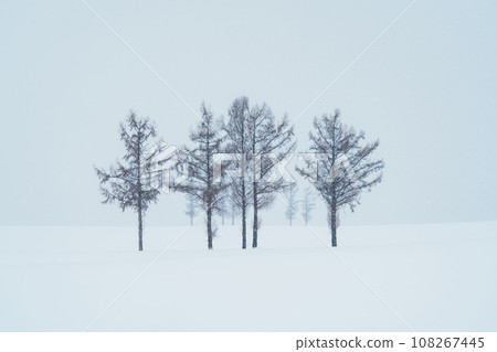 Beautiful Mild Seven Hills tree with Snow in winter season at Biei Patchwork Road. landmark and popular for attractions in Hokkaido, Japan. Travel and Vacation concept Beautiful Mild Seven Hills tree with Snow in winter season at Biei Patchwork Road. landmark and popular for attractions in Hokkaido, Japan. Travel and Vacation concept 108267445