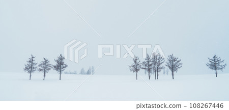 Beautiful Mild Seven Hills tree with Snow in winter season at Biei Patchwork Road. landmark and popular for attractions in Hokkaido, Japan. Travel and Vacation concept 108267446