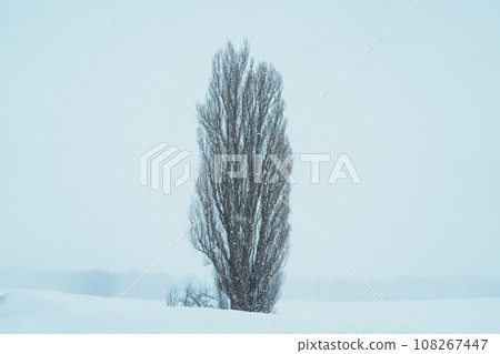 Tree of Ken and Marry with Snow in winter season at Biei Patchwork Road. landmark and popular for attractions in Hokkaido, Japan. Travel and Vacation concept Tree of Ken and Marry with Snow in winter season at Biei Patchwork Road. landmark and popular for attractions in Hokkaido, Japan. Travel and Vacation concept 108267447