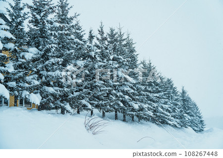 Christmas Tree with Snow in winter season at Biei Patchwork Road landmark and popular for attractions in Hokkaido, Japan. Travel and Vacation concept 108267448
