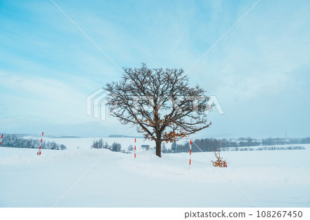 Beautiful Seven stars tree with Snow in winter season at Biei Patchwork Road. landmark and popular for attractions in Hokkaido, Japan. Travel and Vacation concept Beautiful Seven stars tree with Snow in winter season at Biei Patchwork Road. landmark and popular for attractions in Hokkaido, Japan. Travel and Vacation concept 108267450