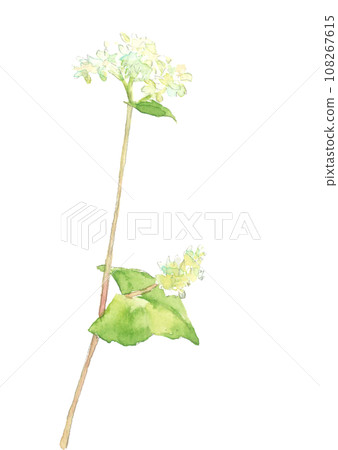 蕎麥花手繪水彩插圖，白色背景，透明背景，複製空間 108267615