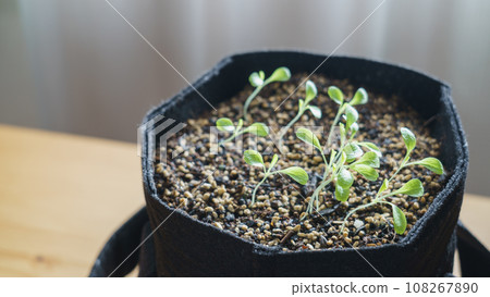 Cultivation and germination of leaf lettuce indoors 108267890