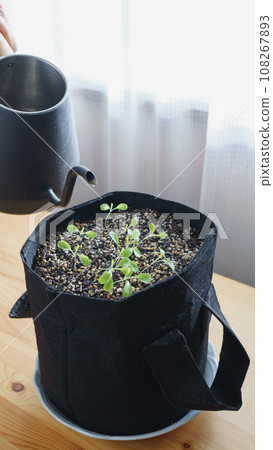 Cultivation and germination of leaf lettuce indoors Cultivation and germination of leaf lettuce indoors 108267893