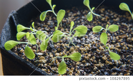Cultivation and germination of leaf lettuce indoors 108267895