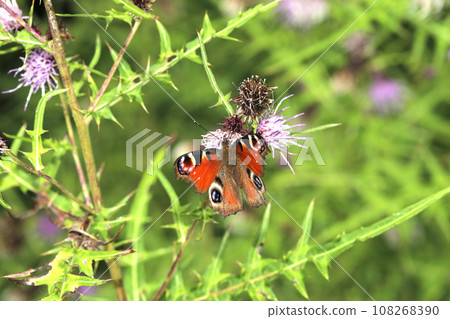 Peacock butterfly 108268390