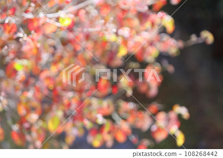Out-of-focus of autumn leaves of dogwood [Bokeh] [Blur] 108268442