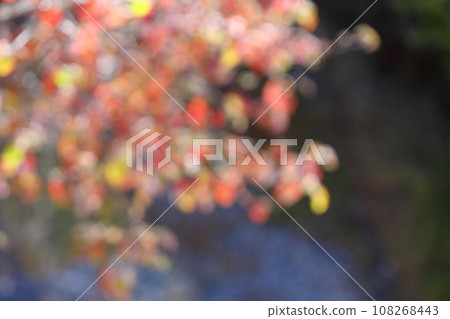 Out-of-focus of autumn leaves of dogwood [Bokeh] [Blur] 108268443
