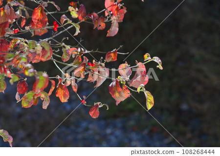 Autumn leaves of dogwood photographed with backlight [Close-up] [Dark background] 108268444