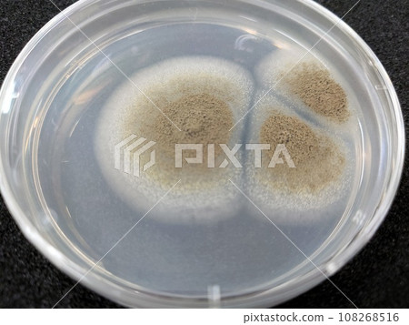Black Aspergillus Colony 108268516