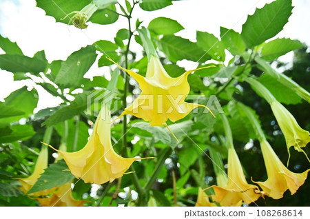 牽牛花花 108268614