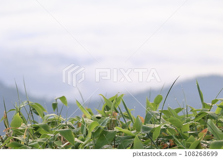 北海道津別嶺的清晨與草露 北海道津別嶺的清晨與草露 108268699
