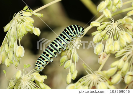 黃鰭金槍魚的幼蟲 黃鰭金槍魚的幼蟲 108269046