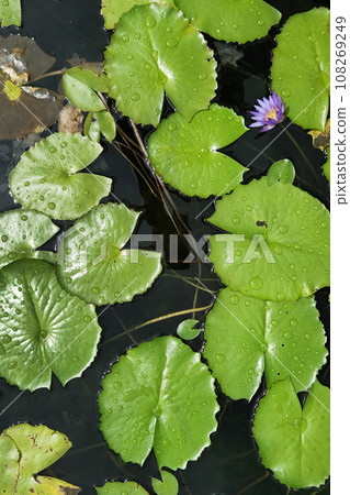 Close up purple color fresh lotus blossom  108269249