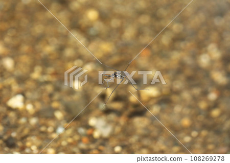 條紋水黽,長翼型 條紋水黽,長翼型 108269278