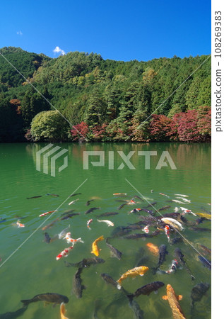 稻aga湖（山梨縣南稻In湖，南阿爾卑斯山） 108269383