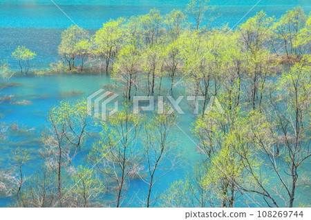 Submerged forest of Lake Shusen Submerged forest of Lake Shusen 108269744