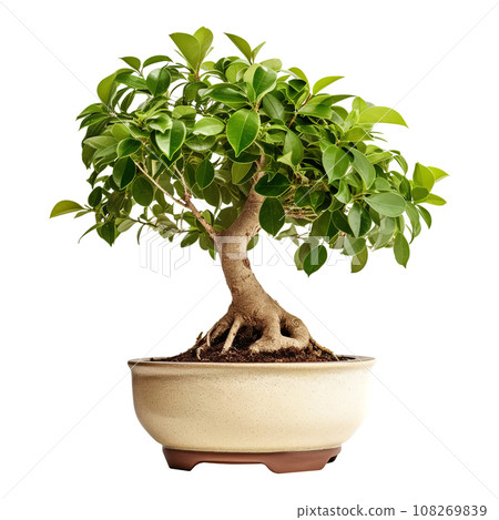 Ficus benjamin bonsai in beige pot Ficus benjamin bonsai in beige pot 108269839