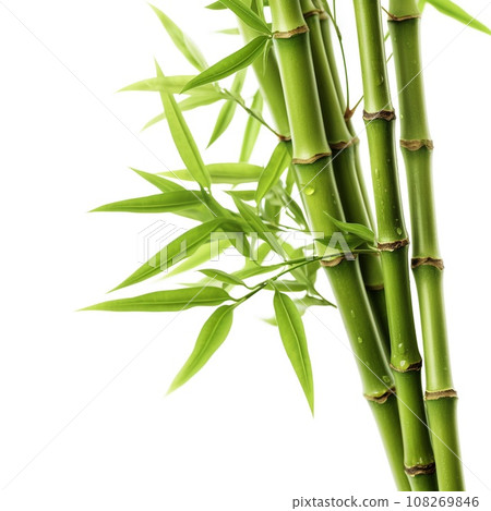 green bamboo on white background 108269846