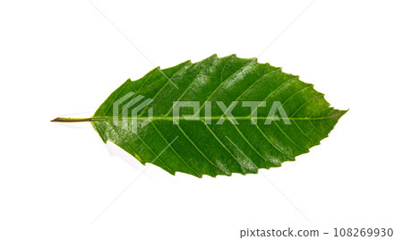Green leaf isolated on white background 108269930