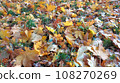 Autumn. Multicolored maple leaves lie on the grass. Colorful background image of fallen autumn leaves perfect for seasonal use 108270269