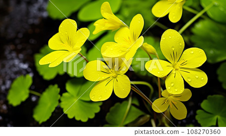 Oxalis yellow flower background material 108270360