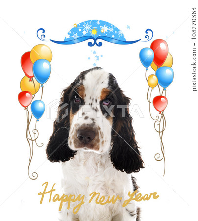English Cocker Spaniel 108270363