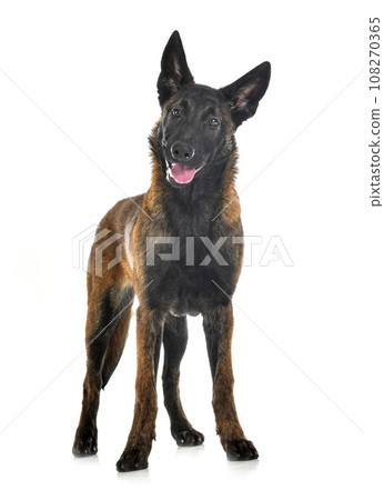 puppy malinois in studio 108270365