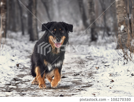 Hovawart in winter Hovawart in winter 108270380