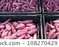 Harvest of sweet potatoes 108270429