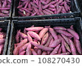 Harvest of sweet potatoes 108270430