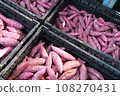 Harvest of sweet potatoes 108270431