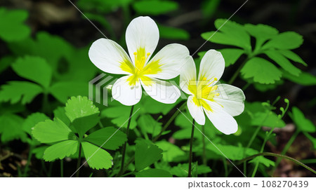 Oxalis white flower background material 108270439