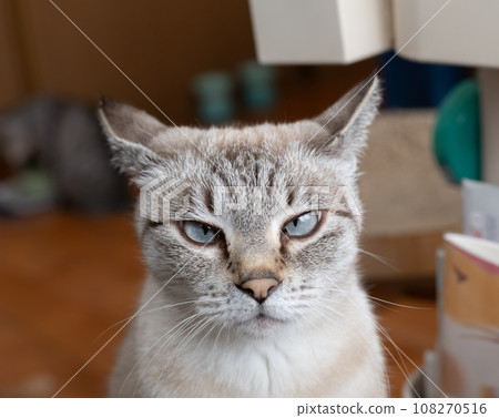 Glaring cat Siamese tabby cat 108270516