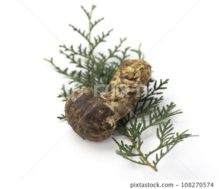 Taste of autumn Matsutake, a high-quality ingredient Mushroom Japanese style image Matsutake white background 108270574