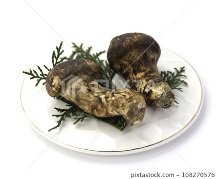 Taste of autumn Matsutake, a high-quality ingredient Mushroom Japanese style image Matsutake white background Taste of autumn Matsutake, a high-quality ingredient Mushroom Japanese style image Matsutake white background 108270576