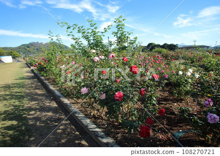 Arao City Ominous Citizen Flower Bed Rose Flower, 108270721