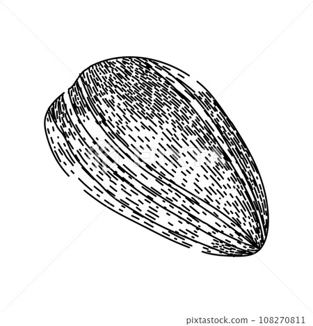 grain sunflower seed sketch hand drawn vector grain sunflower seed sketch hand drawn vector 108270811