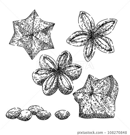 sacha inchi set sketch hand drawn vector 108270848