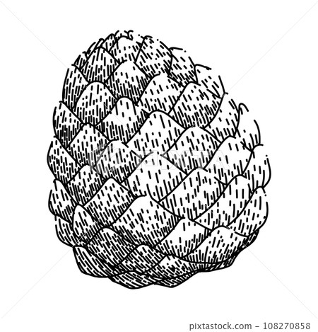 healthy pine nut sketch hand drawn vector healthy pine nut sketch hand drawn vector 108270858