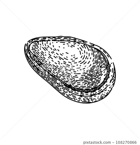 snack pine nut sketch hand drawn vector snack pine nut sketch hand drawn vector 108270866