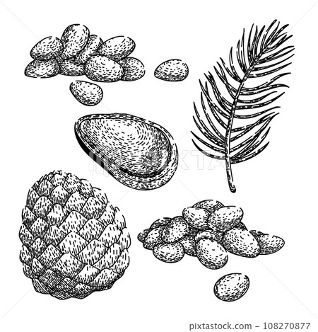 pine nut set sketch hand drawn vector 108270877