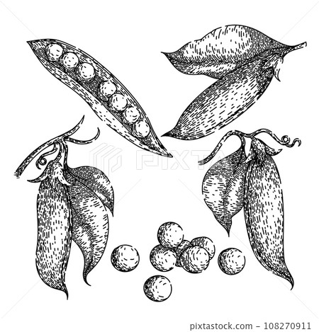 pea set sketch hand drawn vector pea set sketch hand drawn vector 108270911