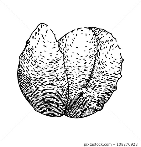 fruit lychees sketch hand drawn vector fruit lychees sketch hand drawn vector 108270928
