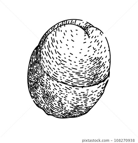 lichee lychees sketch hand drawn vector lichee lychees sketch hand drawn vector 108270938